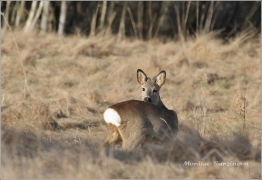 <p>SRNEC OBECNÝ (Capreolus capreolus) Šluknovsko - Království /European roe deer - Reh/</p>